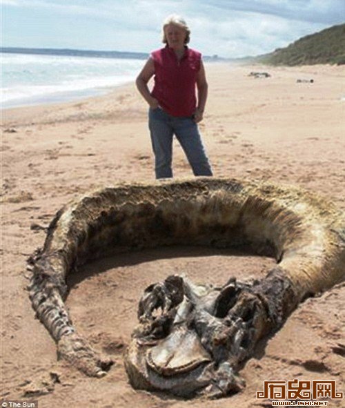 [多图]盘点来历不明的神秘海洋怪物