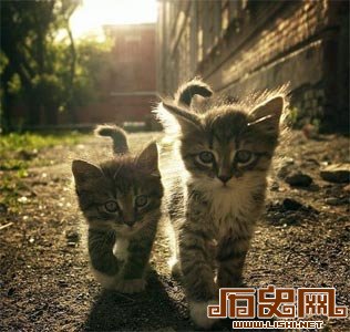 明朝皇宫养猫泛滥：新生皇子被叫春声惊吓致死