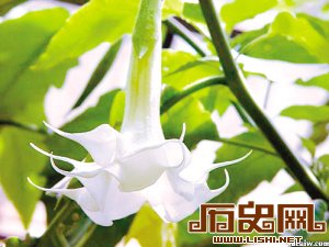 古代基督教妇女为何喜带曼陀罗花：源于生殖崇拜