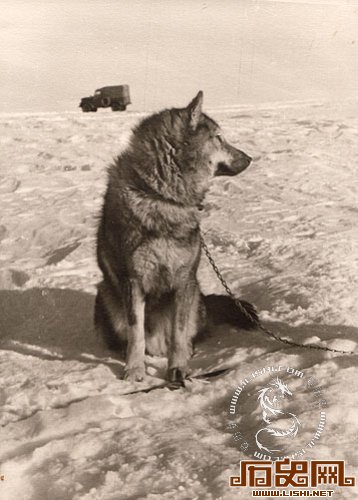 1955年苏联第一次南极洲考察老照片