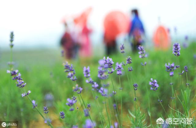 清明节不同地方的风俗（清明节不同地区的风俗）