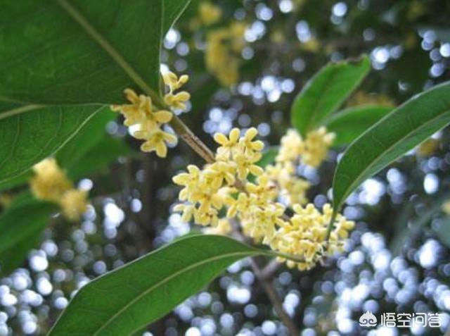 为什么会过中秋节（为什么要过中秋节?中秋节代表什么?）