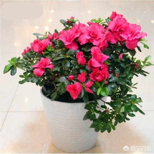 杜鹃花枯了是不是养不活了（杜鹃开花后叶子枯萎了）