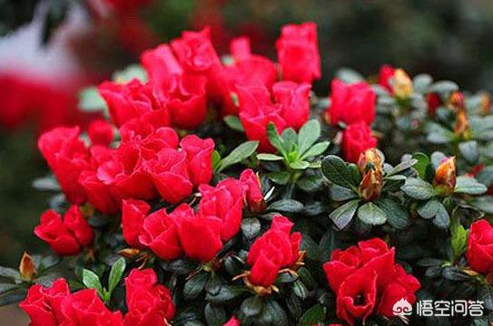 杜鹃花枯了是不是养不活了（杜鹃开花后叶子枯萎了）