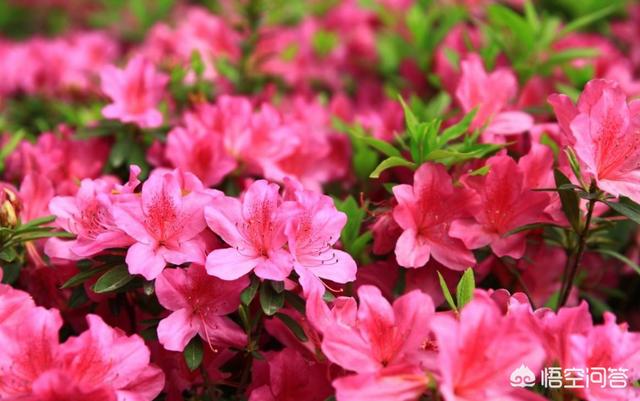 杜鹃花枯了是不是养不活了（杜鹃开花后叶子枯萎了）
