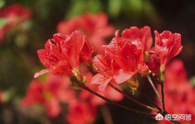 杜鹃花枯了是不是养不活了（杜鹃开花后叶子枯萎了）