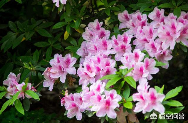 杜鹃花枯了是不是养不活了（杜鹃开花后叶子枯萎了）