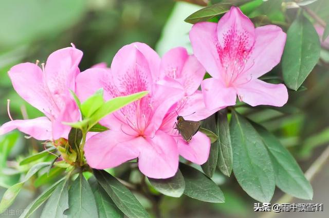 杜鹃花枯了是不是养不活了（杜鹃开花后叶子枯萎了）