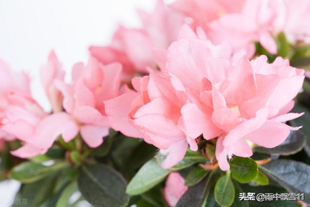 杜鹃花枯了是不是养不活了（杜鹃开花后叶子枯萎了）