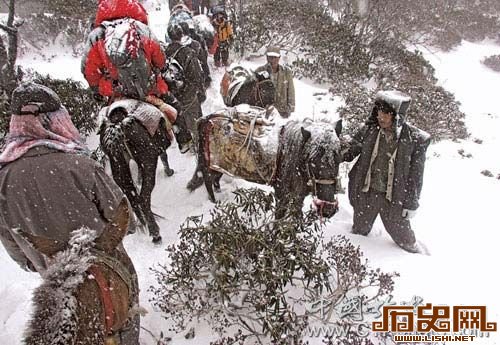 探秘中国最后的马帮：艰辛的使命