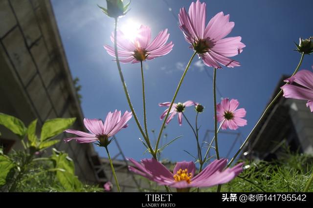 西藏什么旅游景点（西藏的主要旅游景点）