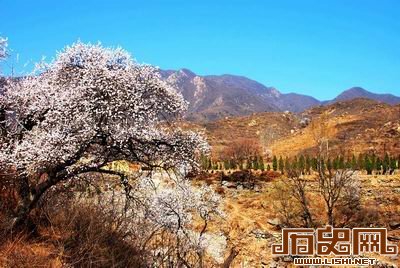 棋盘山：杏花仙子的传说