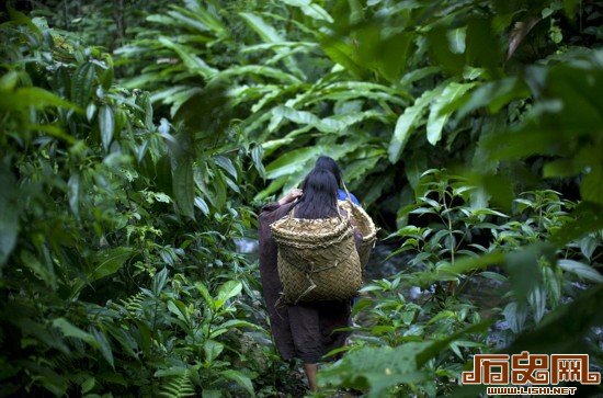 摄影师揭秘古老印第安部落 誓死保卫丛林