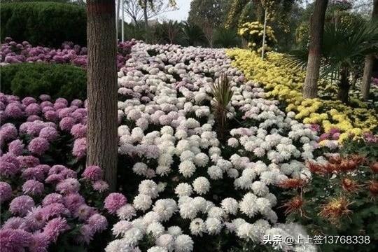 重阳节的来历风俗（重阳节的来历和风俗简单）