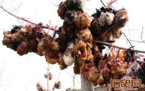 残忍至极骇人听闻 中国十大禁菜流传至今