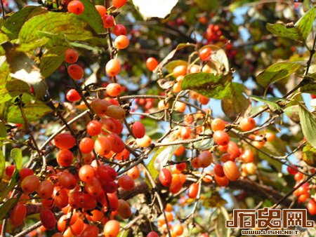 探秘重阳节的文化习俗
