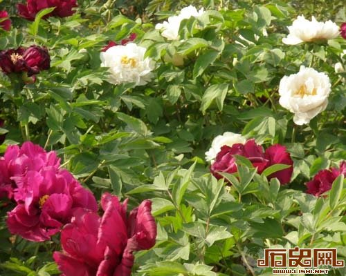 苏轼诗作曾提“炸牡丹” 明清时炸花片成流行小吃