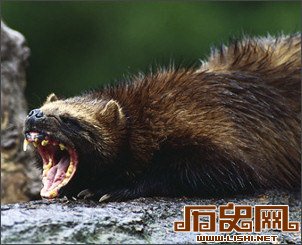 [多图]盘点历史上十大怪异避孕法