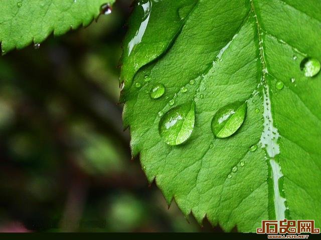古代皇帝的“健康水”：汉武帝喝露水加玉屑