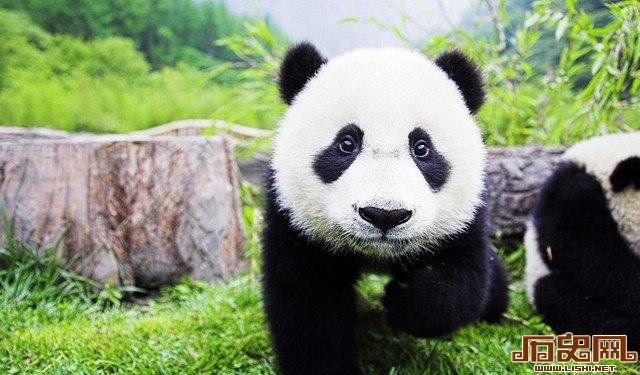 卖萌为生的熊猫如何成为国宝？