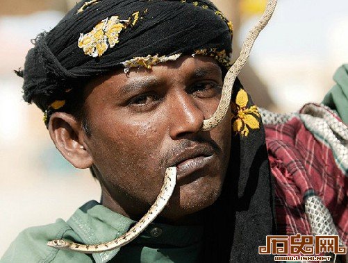 [多图]毒蛇当嫁妆！探秘神秘的蛇人部落