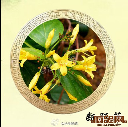 中国古代九大毒药：断肠草会使肠子变黑粘连 腹痛至死