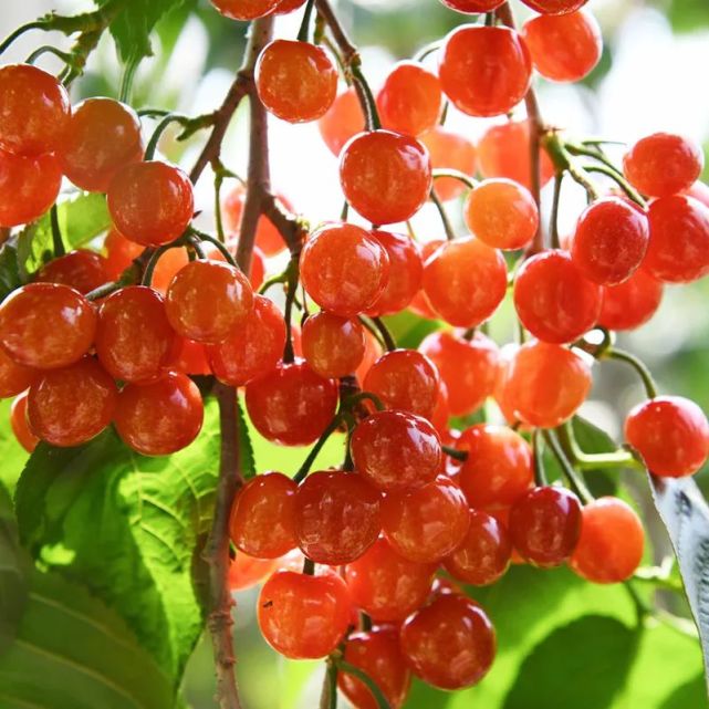 中国的夏天，哪里最甜？