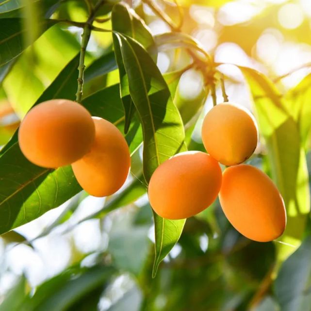 中国的夏天，哪里最甜？