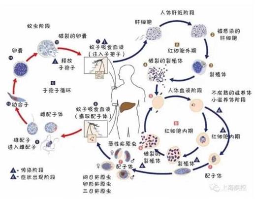 《功勋》背后，我们不仅仅只有“屠呦呦的礼物”