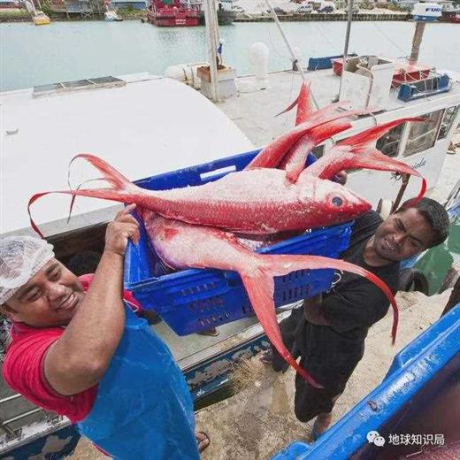 什么是汤加？｜地球知识局