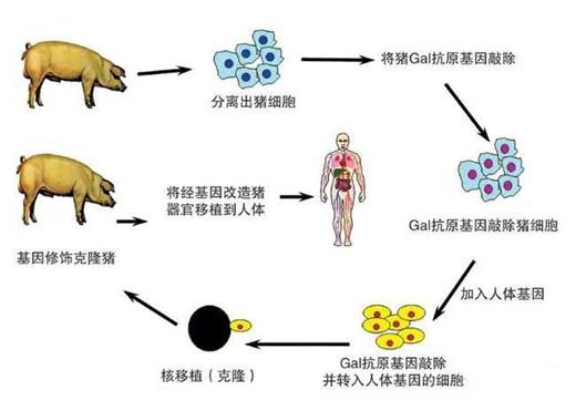 克隆人体器官图片