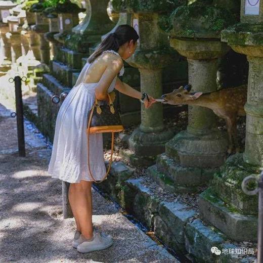 日本艺伎，是妓女么？｜地球知识局