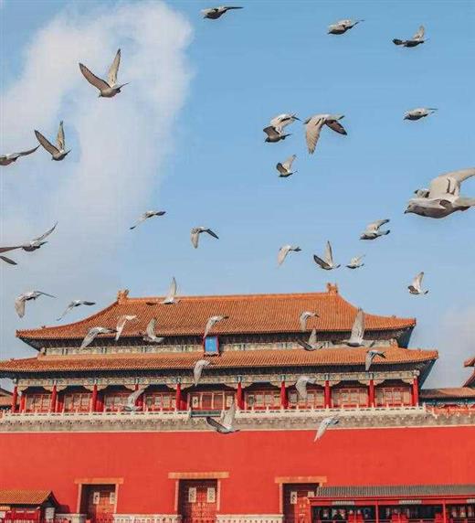 男人的鸽子，你玩儿得起？｜地球知识局