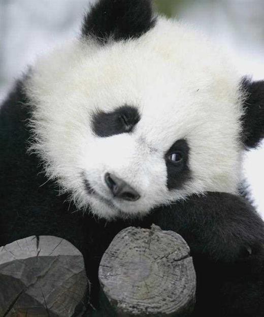 听说四川过年发熊猫？手慢无！