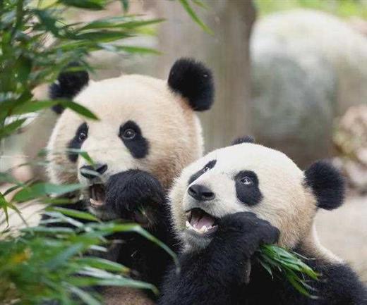 听说四川过年发熊猫？手慢无！