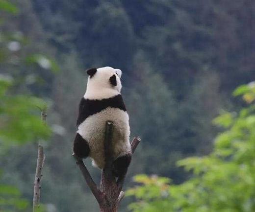 听说四川过年发熊猫？手慢无！