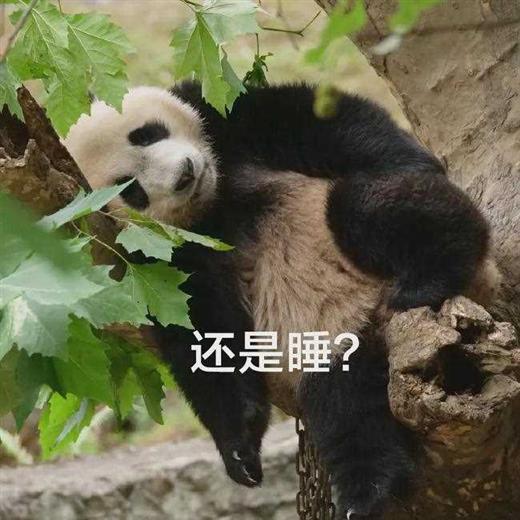 听说四川过年发熊猫？手慢无！
