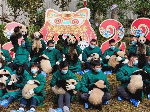 听说四川过年发熊猫？手慢无！