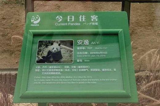 听说四川过年发熊猫？手慢无！