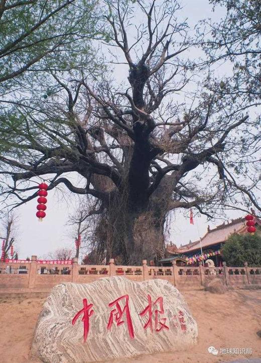 山西大槐树传说，究竟是什么？｜地球知识局