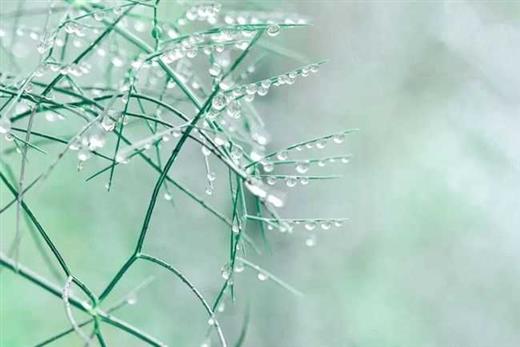 诗词丨雨水无声润万物，人间安暖又逢春