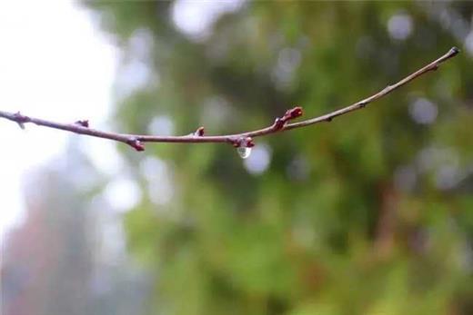 诗词丨雨水无声润万物，人间安暖又逢春