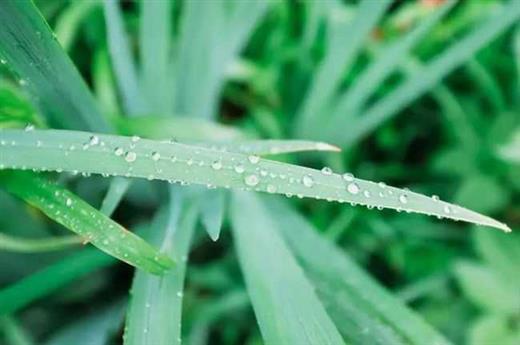 诗词丨雨水无声润万物，人间安暖又逢春