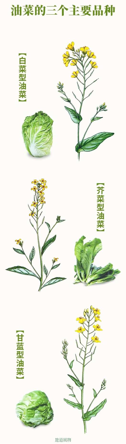 没有一个妈，能拒绝丝巾和油菜花！