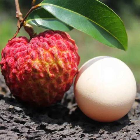 盛夏荔枝季，哪里的荔枝最好吃？