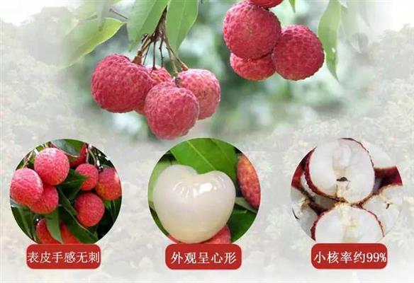 盛夏荔枝季，哪里的荔枝最好吃？