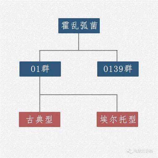 武汉突然出现的霍乱，是一种什么病？| 地球知识局