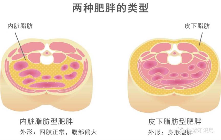 肚子上肥肉的深层原理，找到了 | 地球知识局