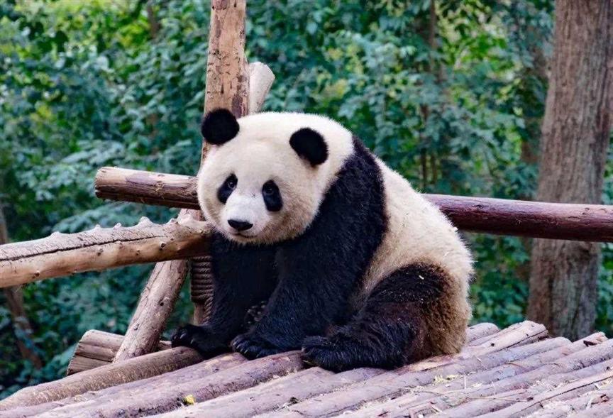 被遗忘的血泪史：猎杀大熊猫，细思恐极