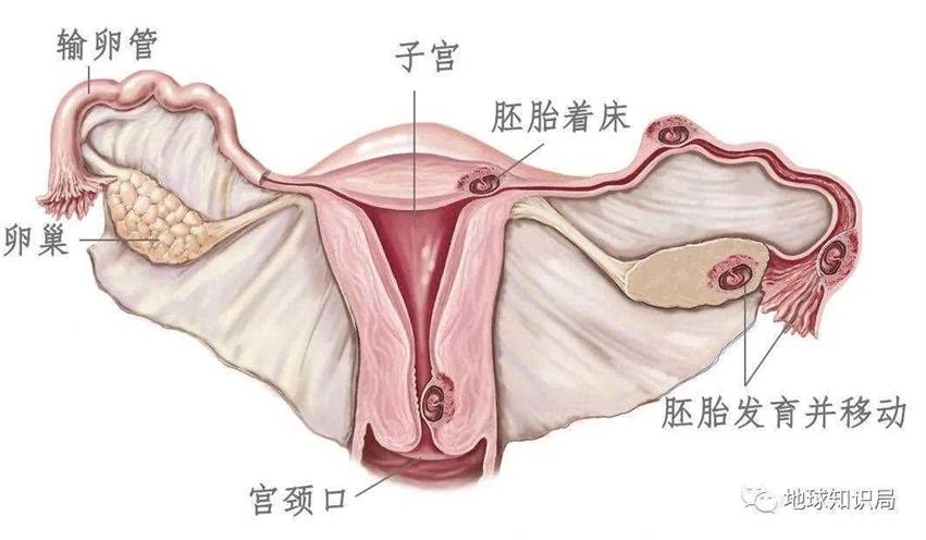 男人精子数量，断崖式下降！| 地球知识局